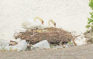 yoga swan building nest