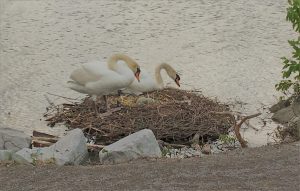 yoga swan building nests